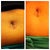 Belly button - almost 8 weeks PO