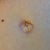 Me stretching my belly button down