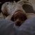 One of my caregivers. This guy was by my side at all times, dogs can sense when people are down.