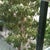 Mango tree