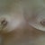 6 weeks since the explant - my right breast looks like it's being sucked into my body.