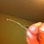 The stitch I took out, at home 8WPO...spitting stiches
