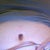 cockroach belly button